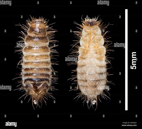 Carpet Beetle Larvae Size