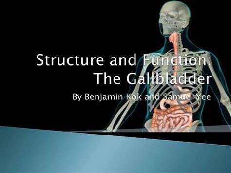 Image result for Normal Gallbladder Function