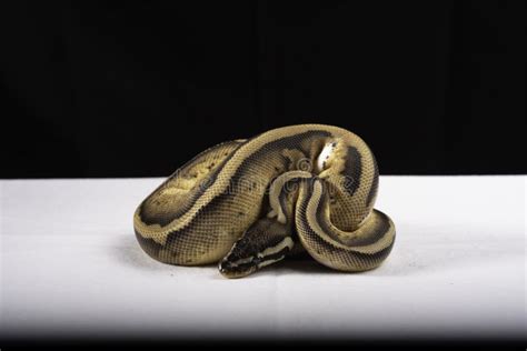 Image result for Ball Python for Sale