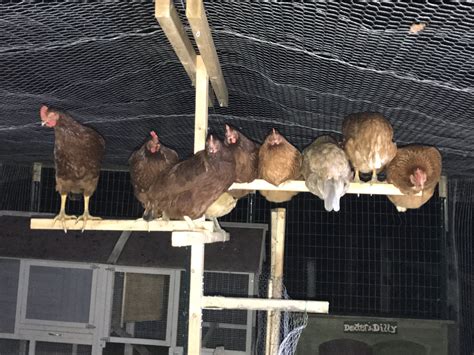How High Should Roosting Bars Be In A Chicken Coop at Annabelle Raggatt ...