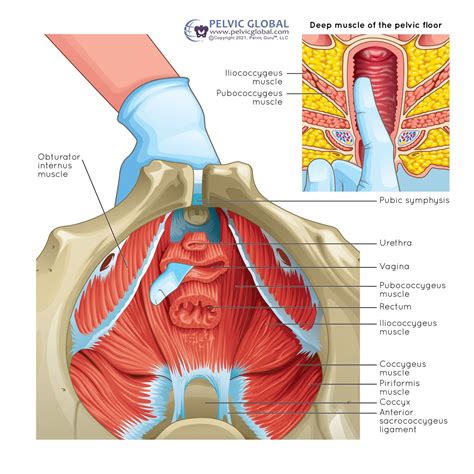 How to Know If You Have a Tight or Weak Pelvic Floor: A Comprehensive Guide
