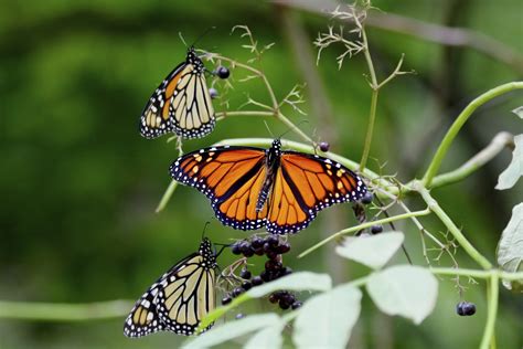 Viceroy Butterfly Vs Monarch