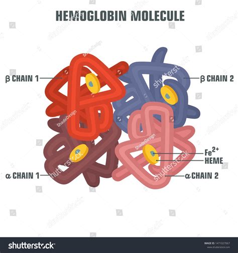 Hemoglobin Molecule