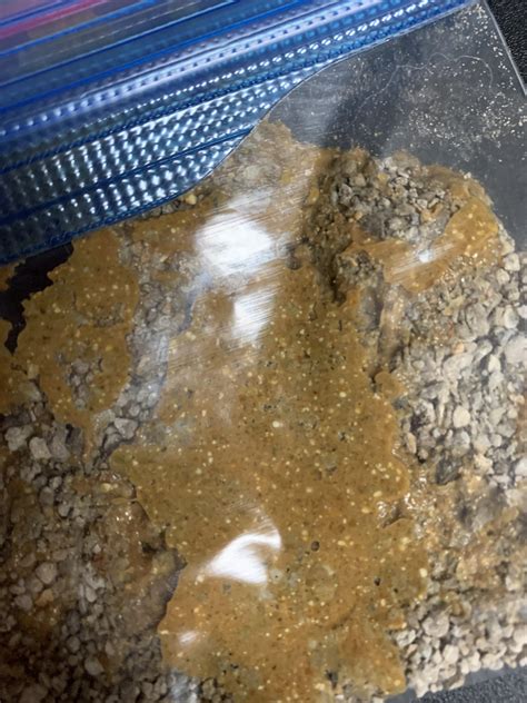 Tiny White Specks In Human Poop at Herbert Hamilton blog