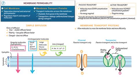 Physiology: Membrane Permeability | ditki medical & biological sciences