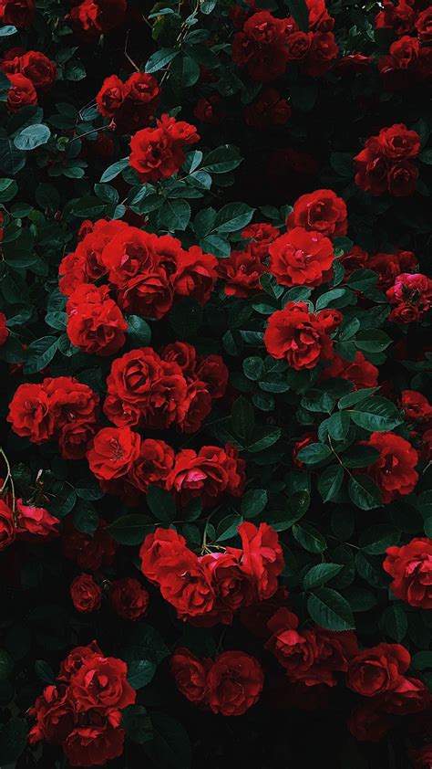Download wallpaper 1080x1920 roses, bush, bloom, garden, red, contrast ...
