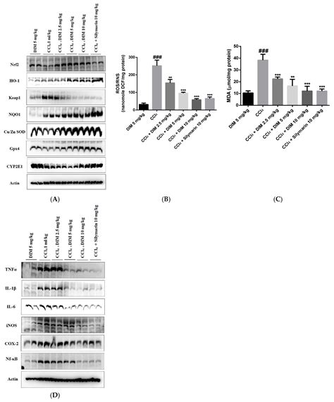 Hepatoprotective Effects of a Natural Flavanol 3,3′-Diindolylmethane ...