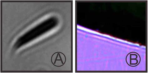 Image result for Sample Collection Positive/Negative