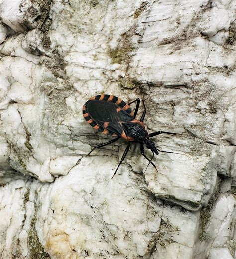 Kissing Bugs & Chagas Disease: What PMPs Need to Know - Pest Control ...