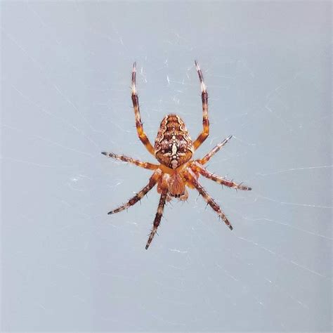 Red Spiders In Washington State