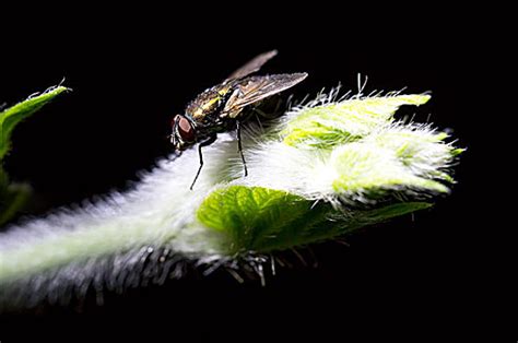 苍蝇图片_动物昆虫_自然风景-图行天下素材网