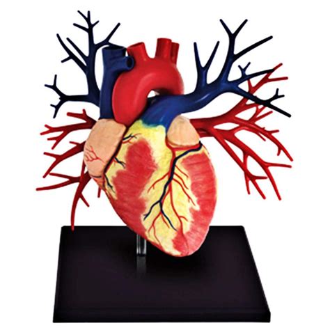 Buy FBITE 4D Human Heart Organs Anatomy Model, Disassembled for Medical ...