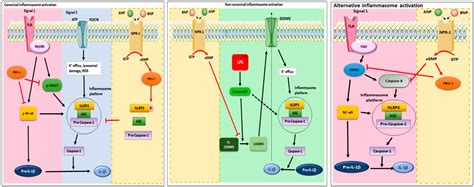 ANP and BNP Exert Anti-Inflammatory Action via NPR-1/cGMP Axis by ...
