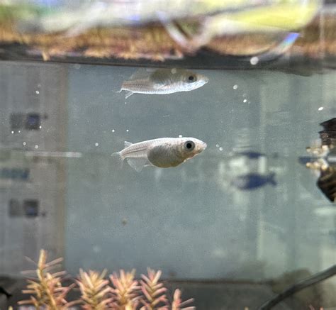 Freshwater Tropical Fish: Platinum Medaka Rice Fish - ORYZIAS LATIPES ...