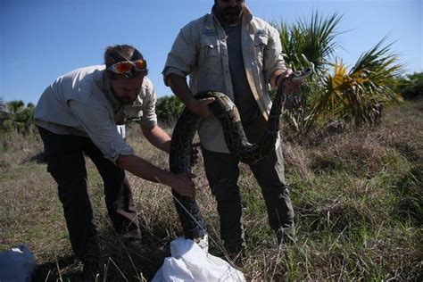 Florida Python's 的图像结果