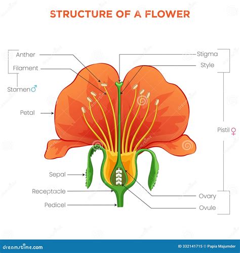Flower Pistil Texture Background Template Cartoon Vector | CartoonDealer.com #145067439