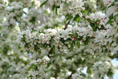 Malus SUGAR TYME ('Sutyzam') | Malus SUGAR TYME ('Sutyzam') - Van den ...