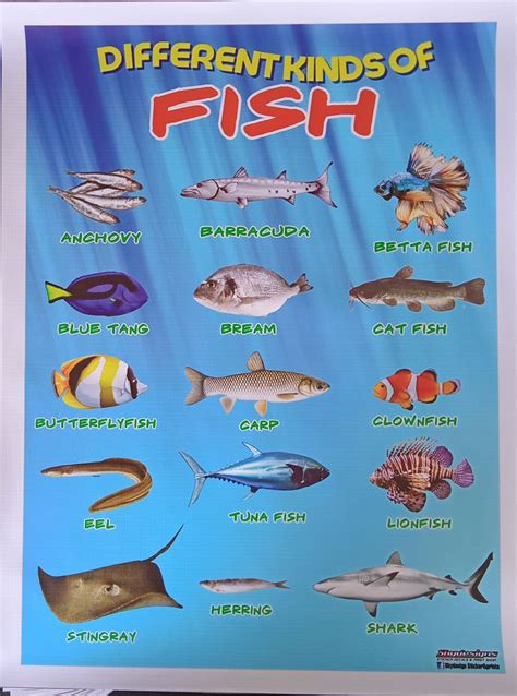 Image result for Fish Shell Argparse Examples