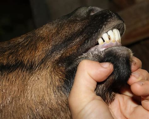 How to Tell a Goat’s Age by its Teeth - Goat Journal