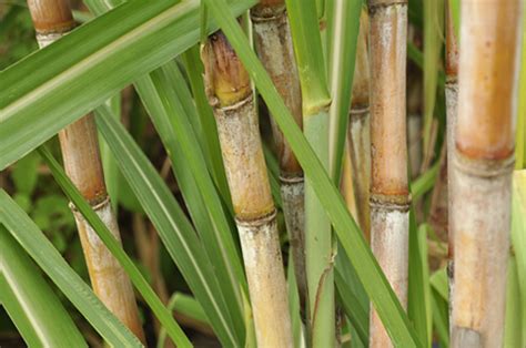 Cost of Cultivation :: Sugarcane