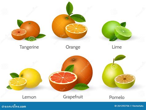 Citrus types illustration stock vector. Illustration of vitamin - 261293756