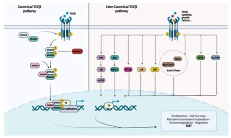 The Role of SMAD4 Inactivation in Epithelial–Mesenchymal Plasticity of ...