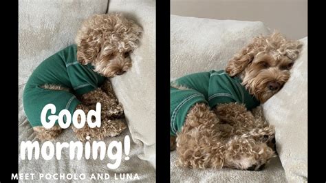 Image result for Good Morning Cockapoo