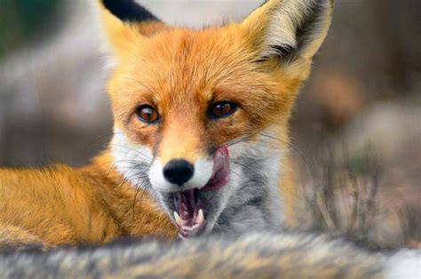 Image result for Ice Age Fox Interactive