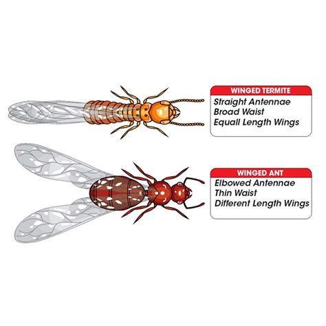 Flying Ants vs. Termites | The Family Handyman