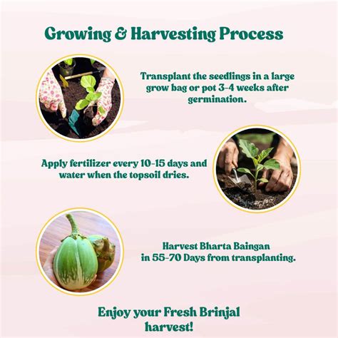 Buy Best Quality Desi Green Bharta Baingan (Op) Seeds Online - Organicbazar