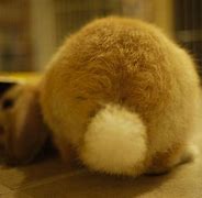 Image result for Bunny Tail