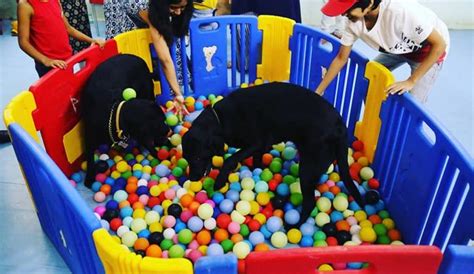 Pupstop | WhatsHot Mumbai