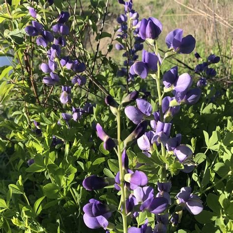 Blue False Indigo