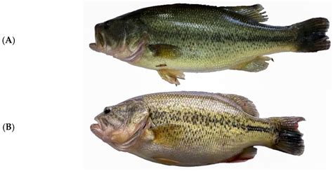 Effects of Submerged Macrophytes on the Growth, Morphology, Nutritional ...