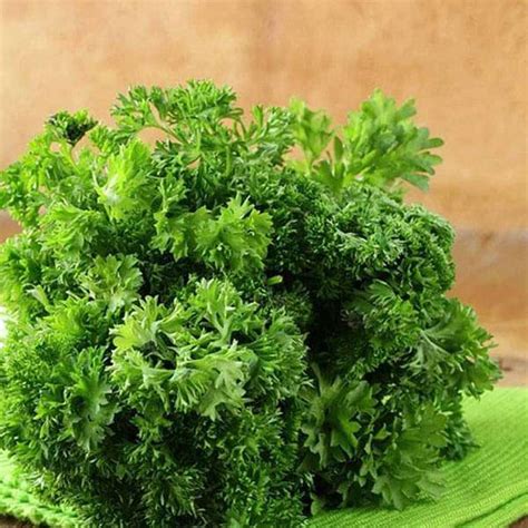 Buy Herbs Plants Names Pictures online from Nurserylive at lowest price.