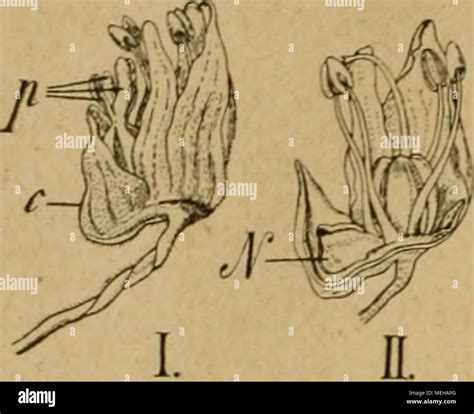 . Die Entfaltungsbewegungen der Pflanzen und deren teleologische ...