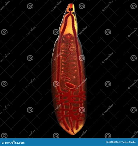 Platyhelminthes Trematoda Fasciola Hepatica