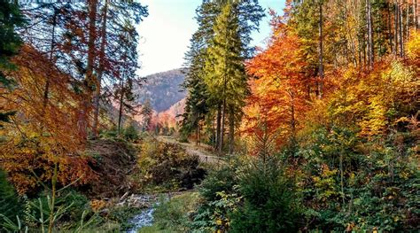 SADYBA PID LISOM (Volovets) - Specialty Hotel Reviews & Photos ...