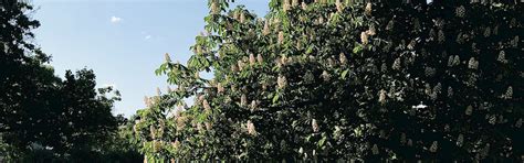 Image result for Open Space Ratio Formula