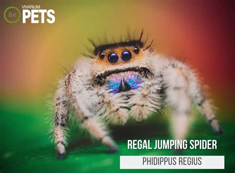 Phidippus Regius: The Regal Jumping Spider Care Guide!