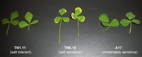 Plants | Topical Collection : Plant, Algae and Lichen Response to ...