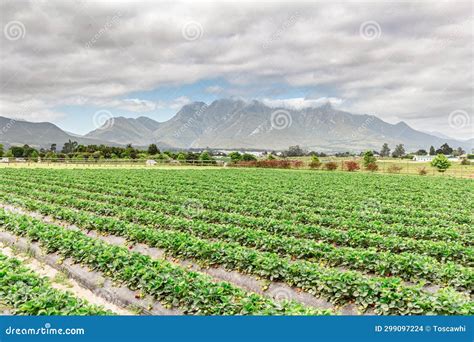 Strawberry Field Near George in South Africa Stock Photo - Image of ...