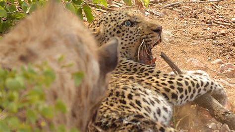 Image result for Baboon Vs Predator