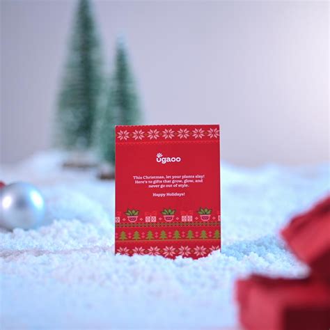 Evergreen Indian Christmas Tree – Ugaoo