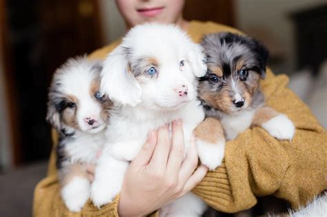 Australian Shepherd Puppies