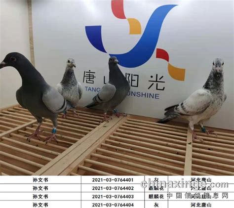 亮点鸽舍2016新建赛鸽棚--中国信鸽信息网相册
