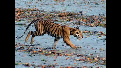 Sunderbans tiger count up in forests outside core area | Kolkata News ...