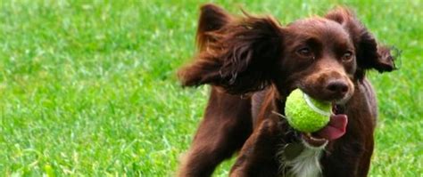 Form JavaScript Web Dev Simplified 的图像结果