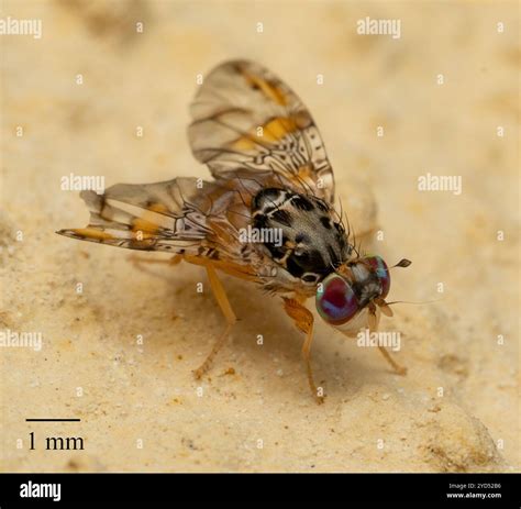 Mediterranean Fruit Fly (Ceratitis capitata Stock Photo - Alamy