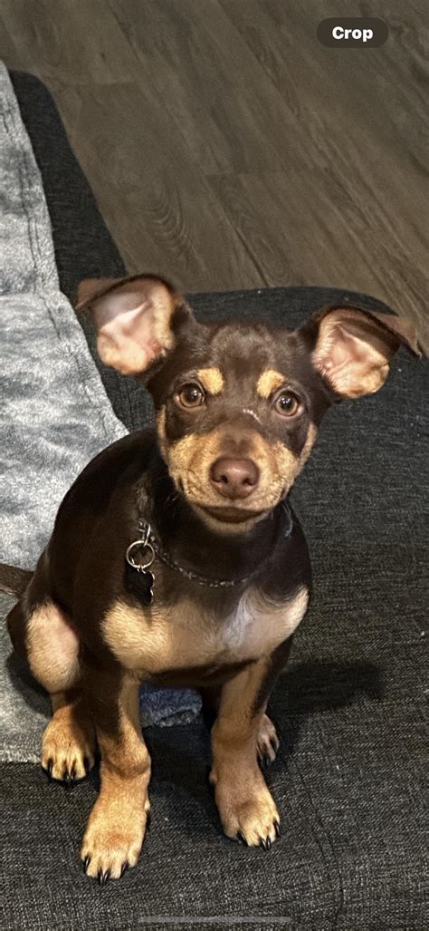 Chihuahua Doberman Mix Chihuahua Doberman Mix Your Complete Breed